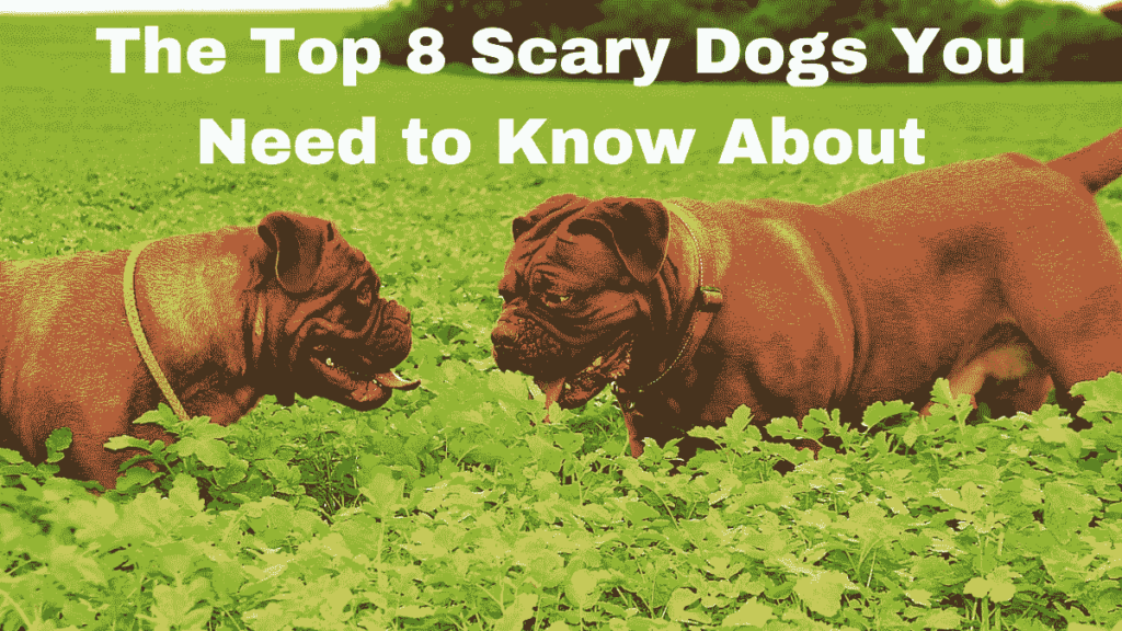 Scary dogs