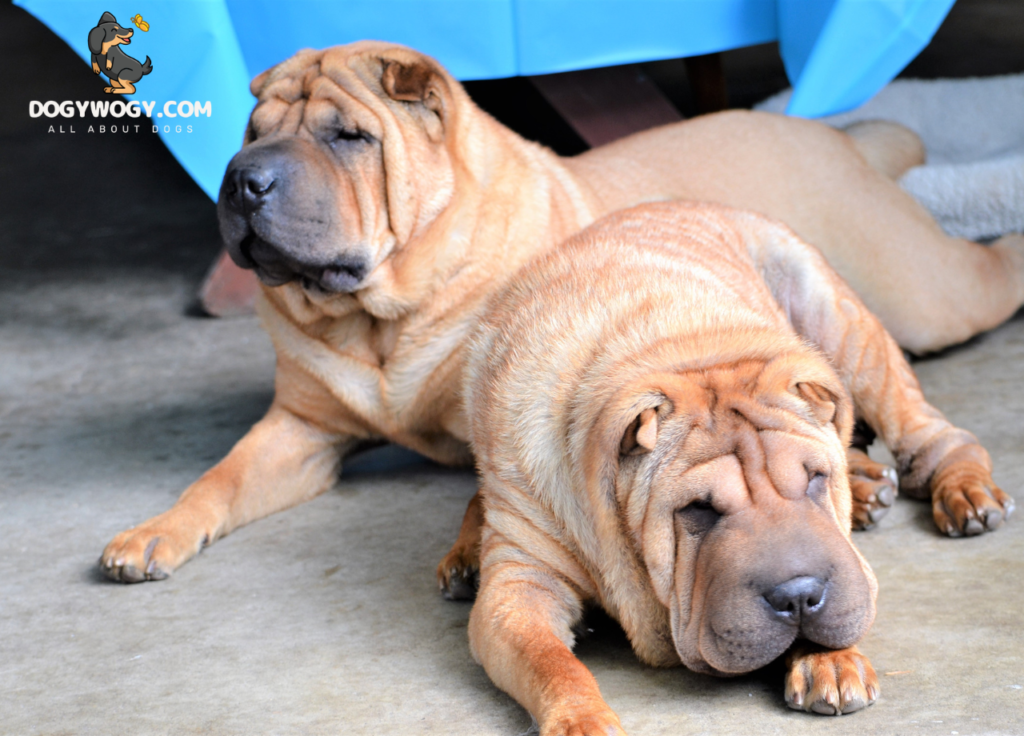 Wrinkly dogs