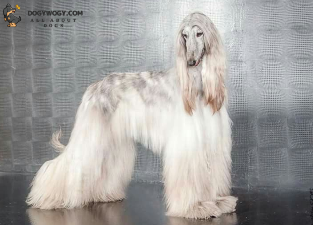 Afghan Hound: Big White dog breeds