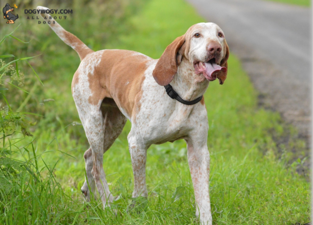 American English Coonhound