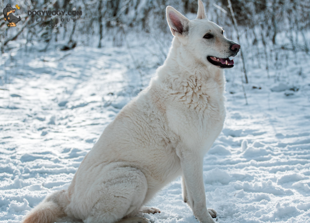 Big white dog breeds