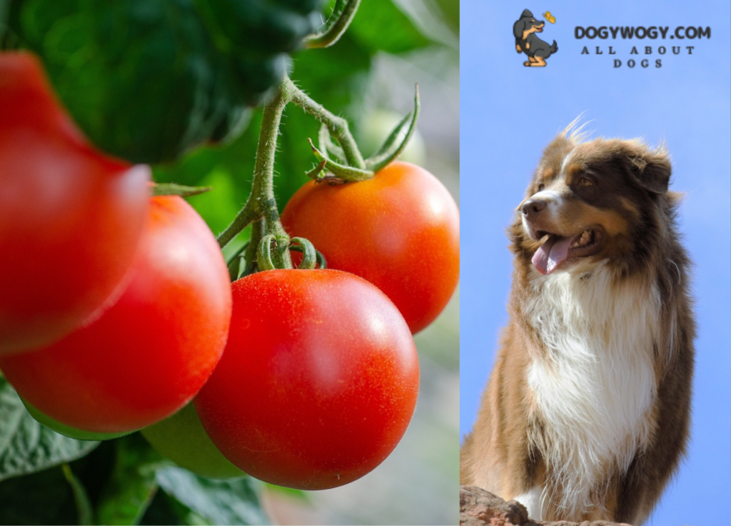 Can Dogs Eat Tomatoes?