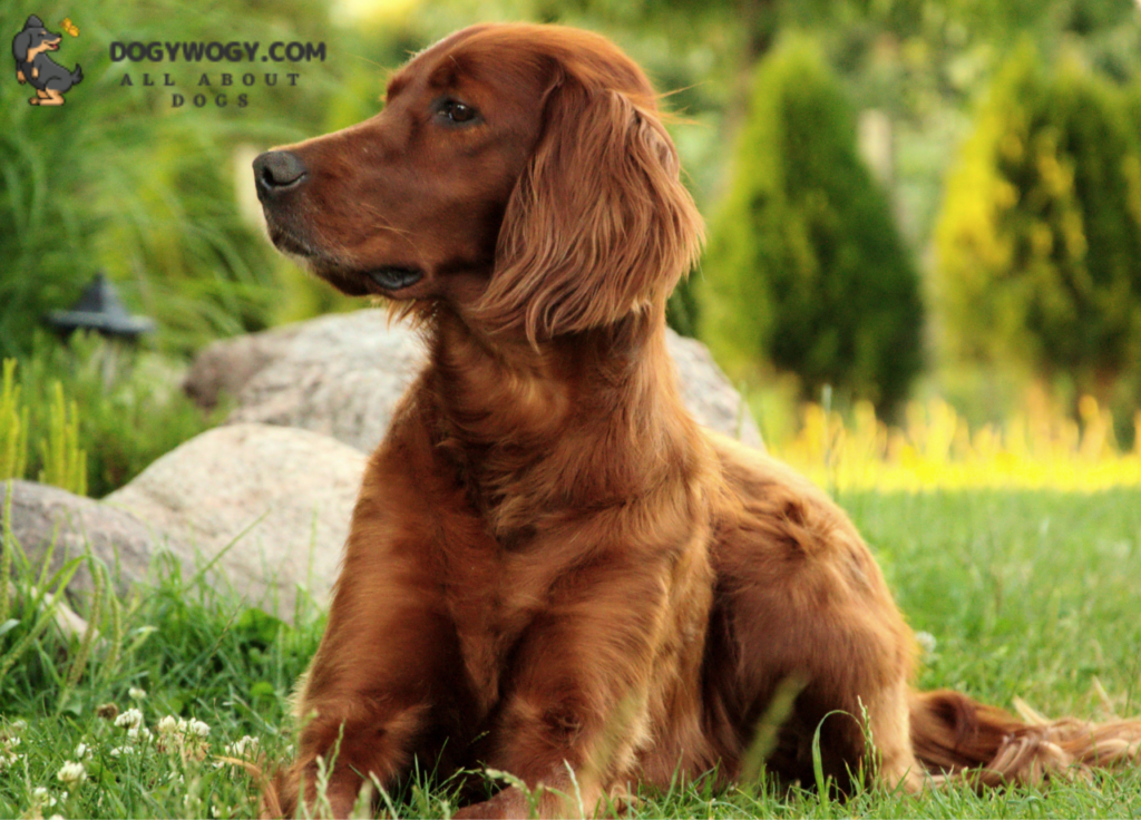 Red dog breed