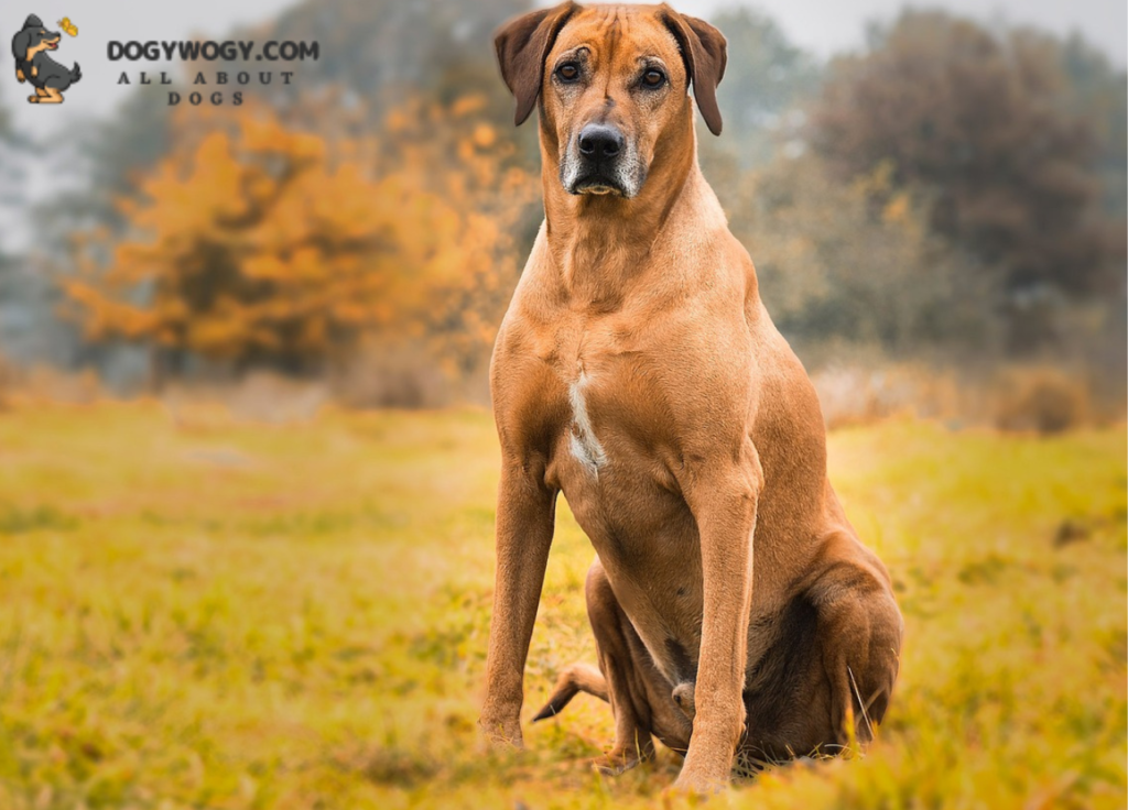 Rhodesian Ridgeback: African dog breeds