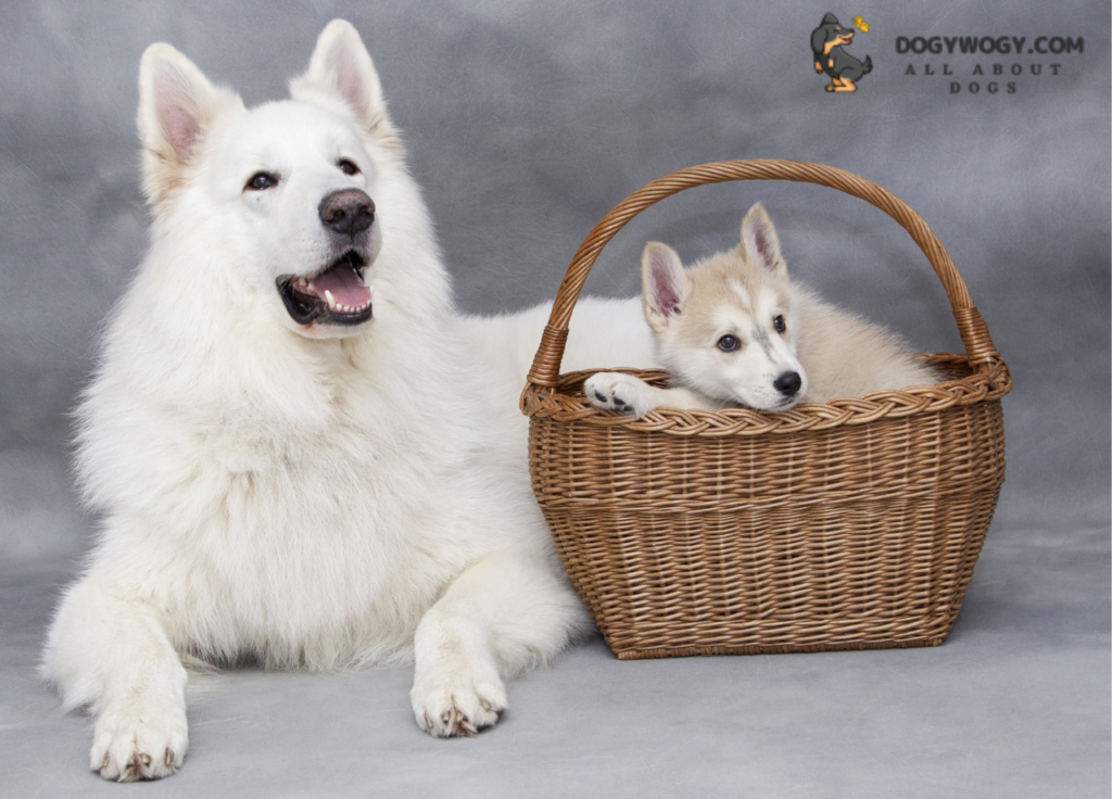 White Siberian Husky: Big white dog breeds