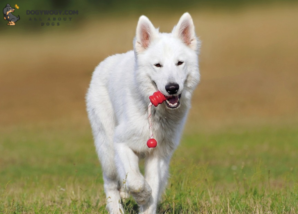 White German Shepherd: Big White dog breeds
