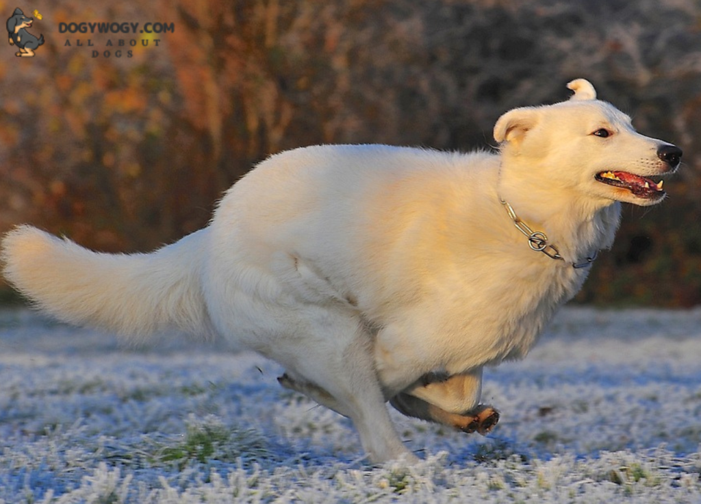 White Swiss Shepherd: Big white dog breeds