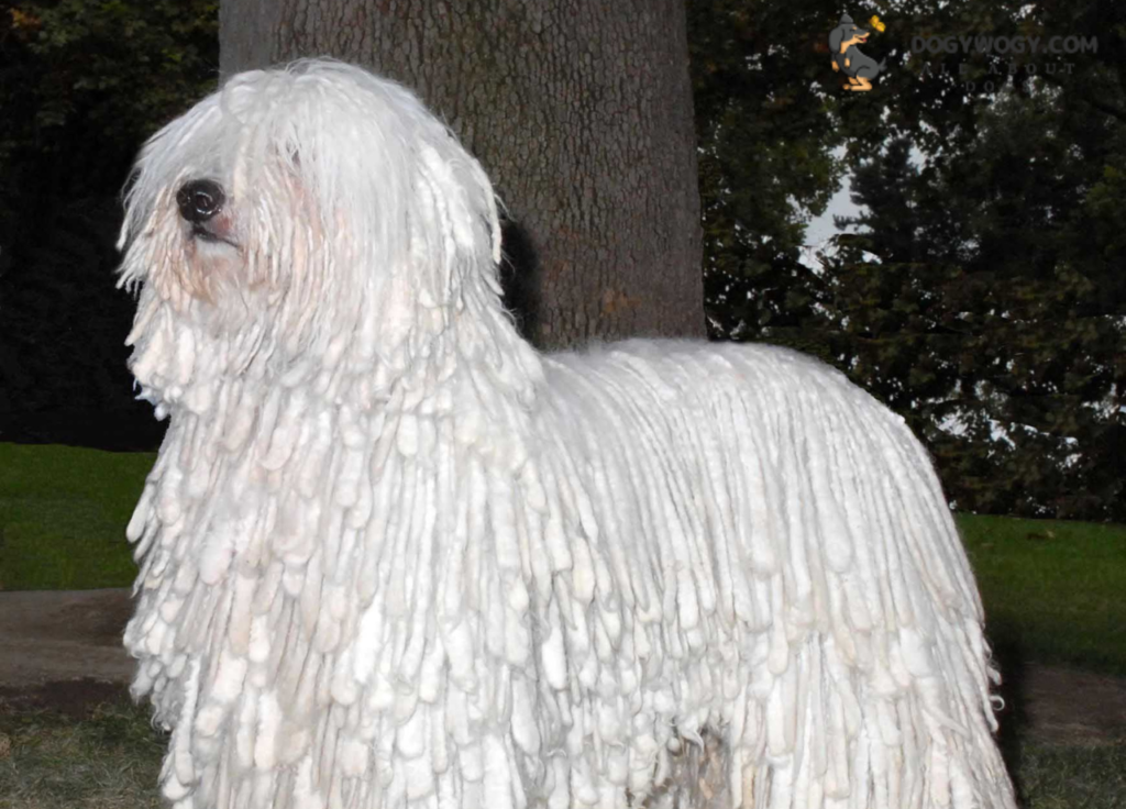 Komondor: Big white dog breeds
