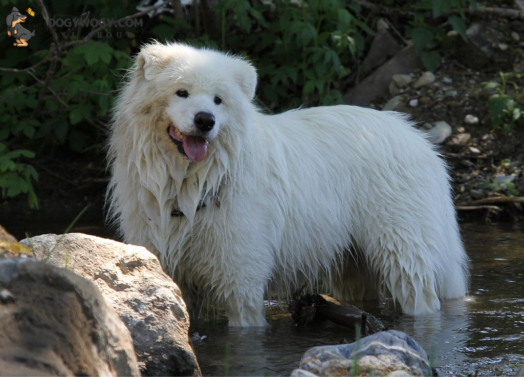 Samoyed: Big white dog breeds