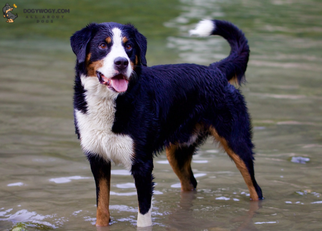 Bernese Mountain Dog 