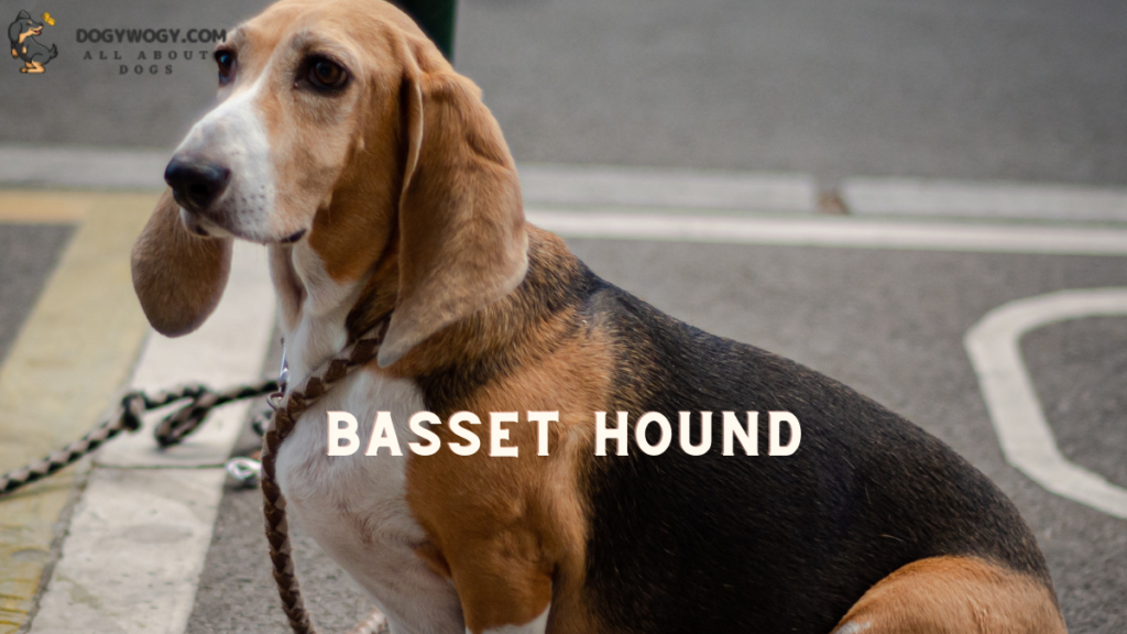 Basset Hound: Wrinkly dog breeds