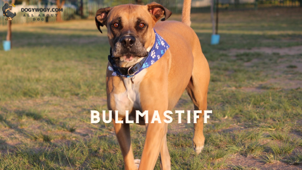 Bullmastiff: Wrinkly dog breeds