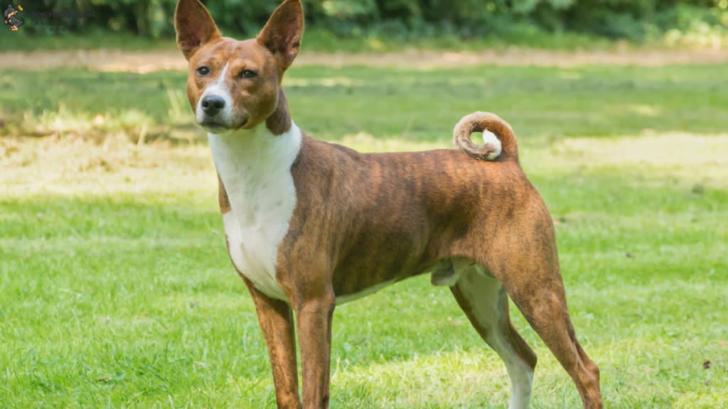 Basenji: Brindle dog breeds