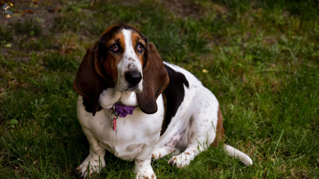 Basset Hound: worst dog breeds for allergies