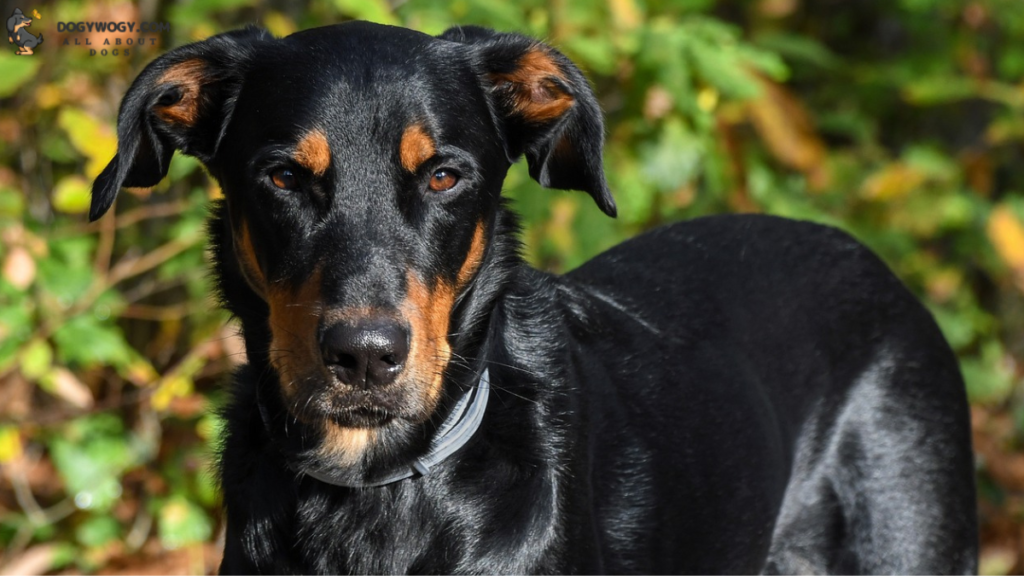 Beaucerons: French dog breeds