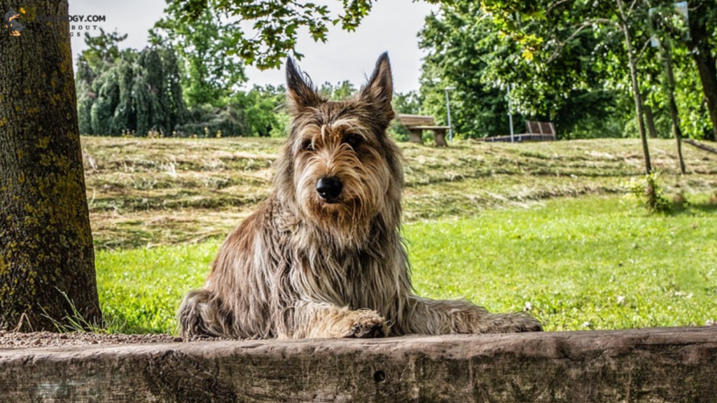 Berger Picard: French dog breeds