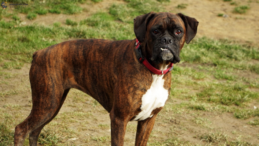 Boxer: Brindle dog breeds