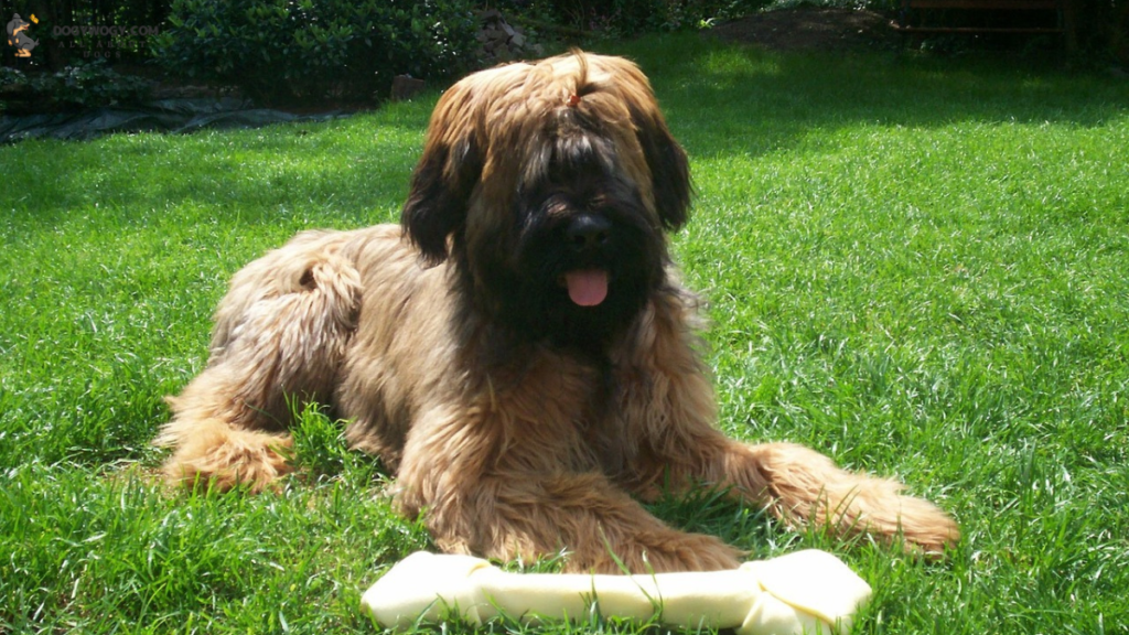 Briards: French dog breeds
