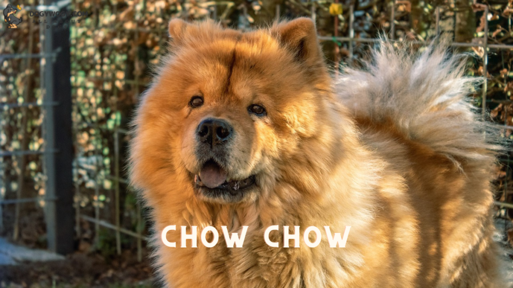 Chow Chow: worst dog breeds for allergies