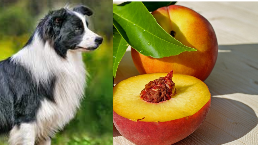 Can dogs Eact Peaches