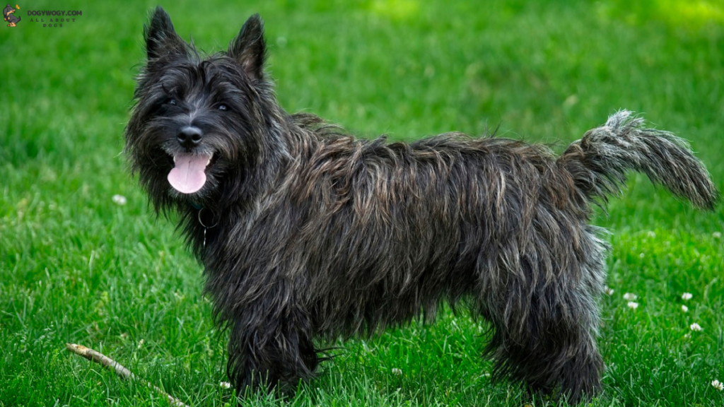 Carin Terrier: Brindle dog breeds