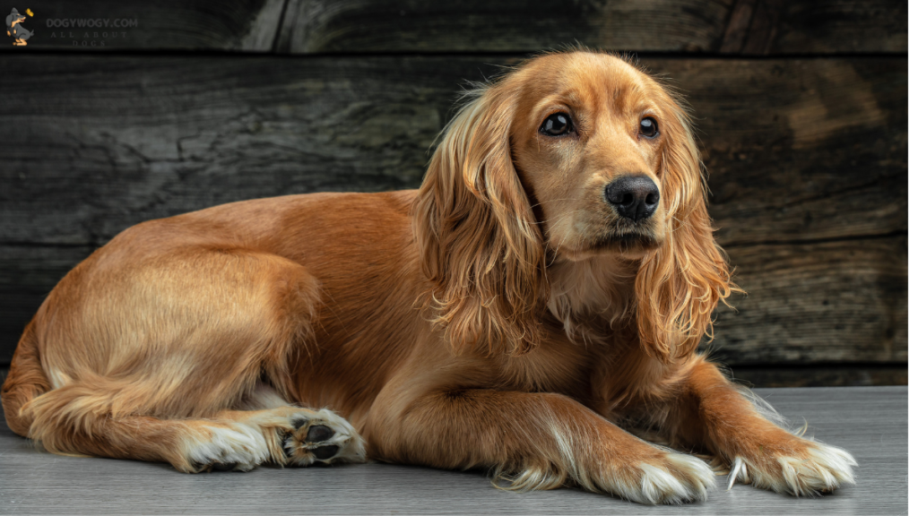 Cocker Spaniel: worst dog breeds for allergies