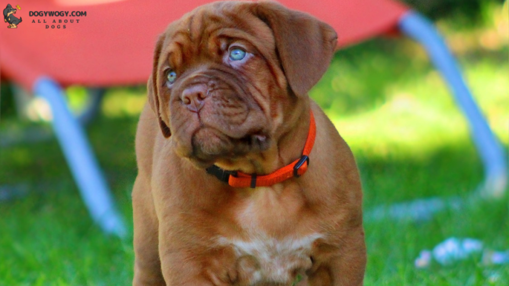 Dogue de Bordeaux: French dog breeds