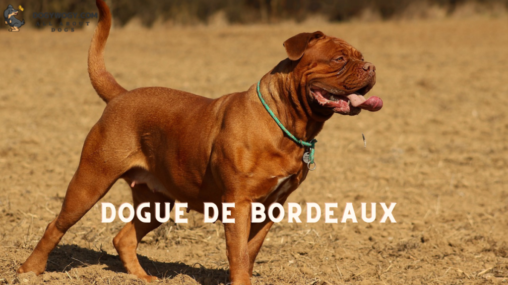Dogue de Bordeaux: Wrinkly dog breeds