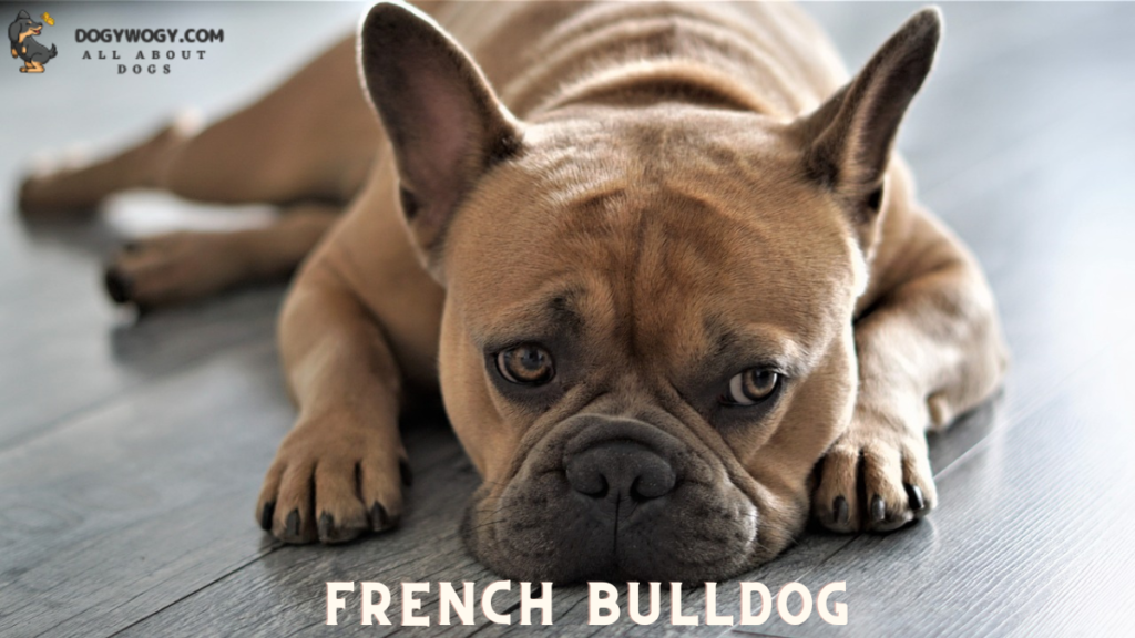 French Bulldog: Wrinkly dog breeds