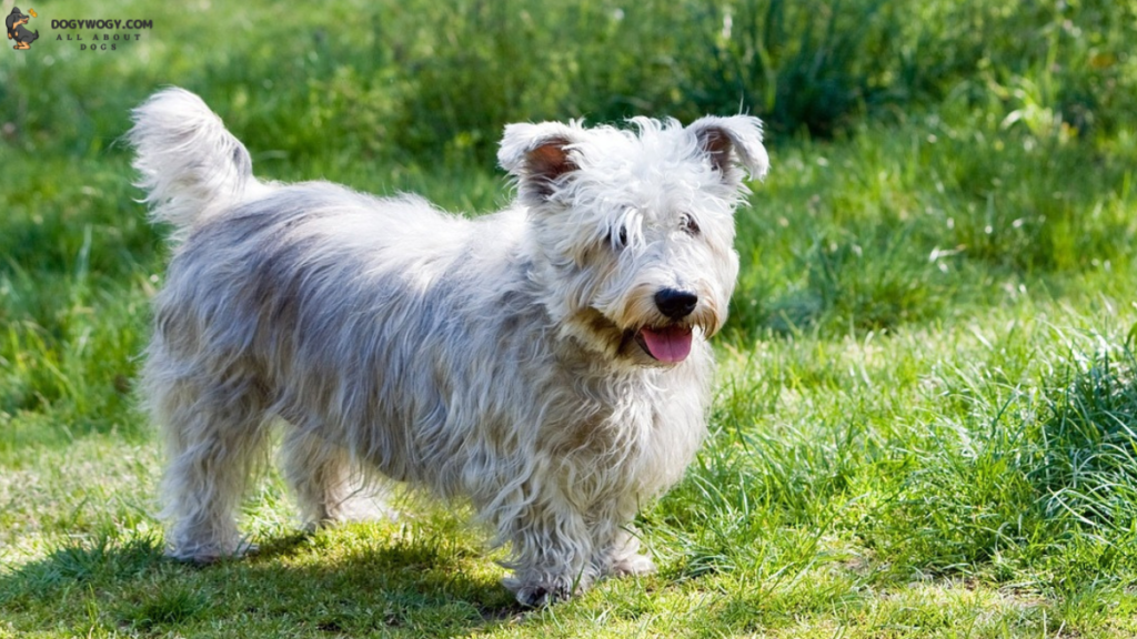 Glen of Imaal Terrier: Irish dog breeds
