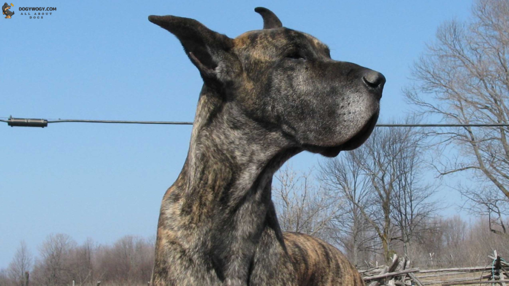 Great Dane: Brindle dog breeds