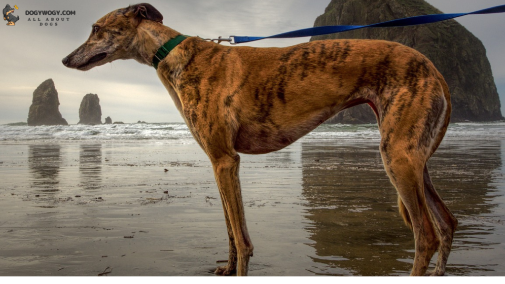 Greyhound: Brindle dog breeds
