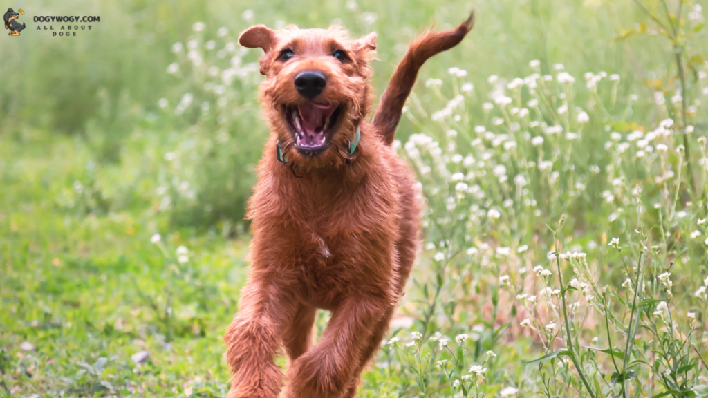 Irish Terrier: Irish Dog Breeds
