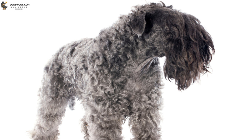 Kerry Blue Terrier: Irish dog breeds