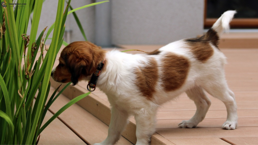 Kooikerhondje (Kooiker): Spaniel Dog Breeds
