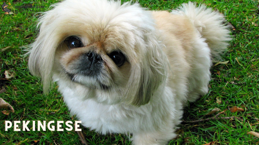 Pekingese: Wrinkly dog breeds