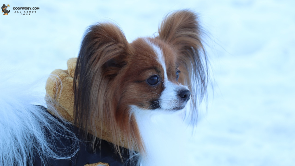 Papillon: french dog breeds