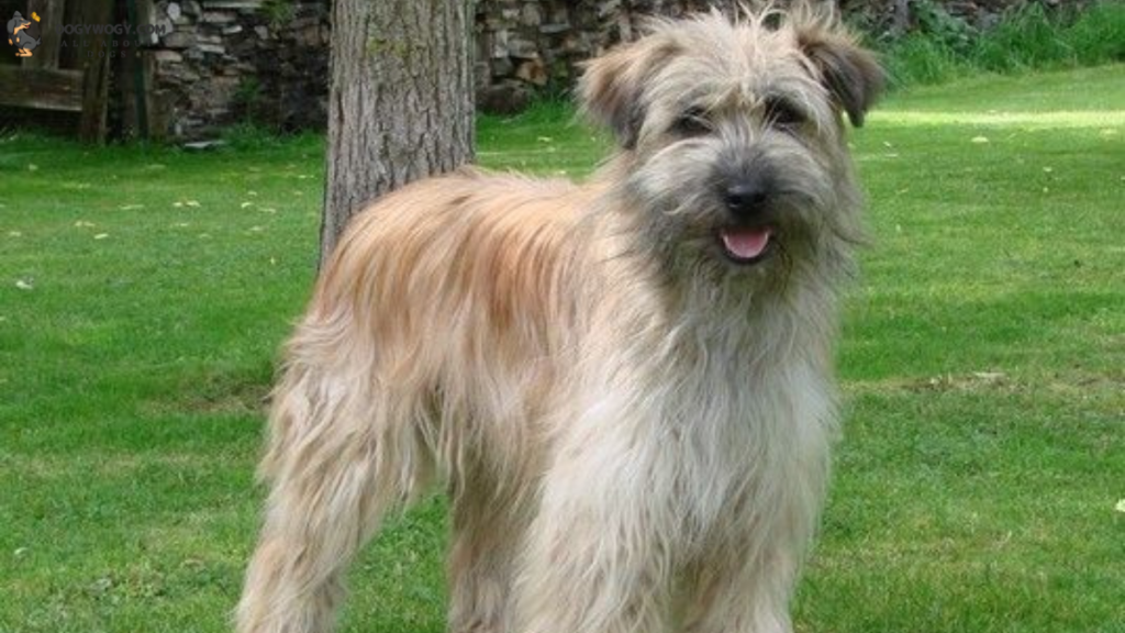 Pyrenean Shepherd: French dog breeds