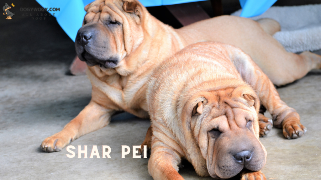Shar Pei : Wrinkly dog breeds
