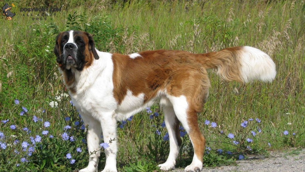 Saint Bernard: worst dog breeds for allergies