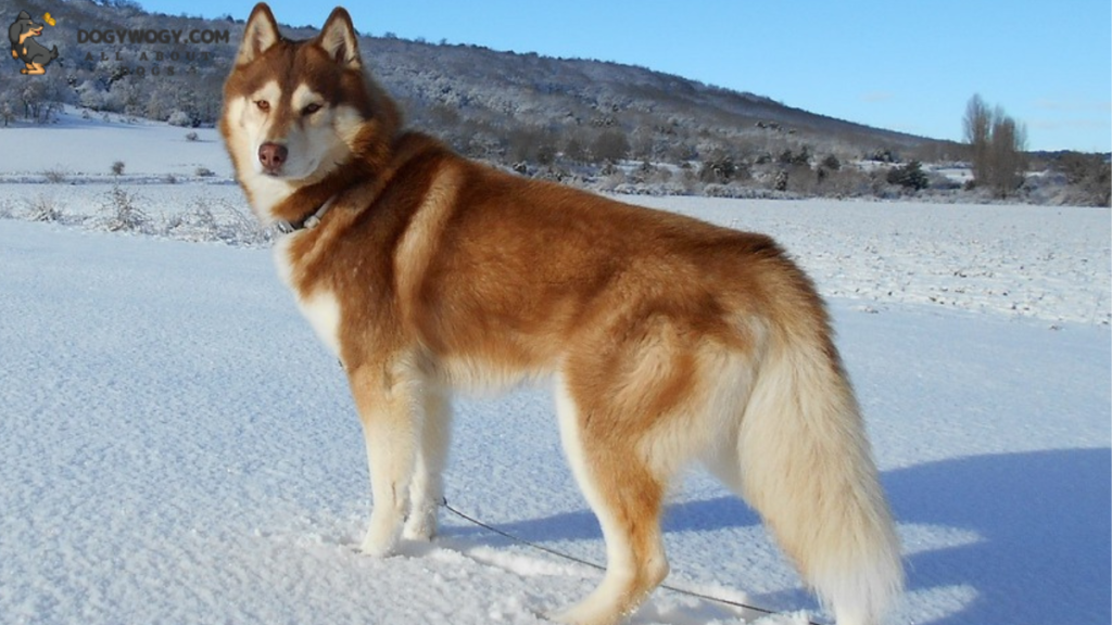 Siberian Husky: worst dog breeds for allergies