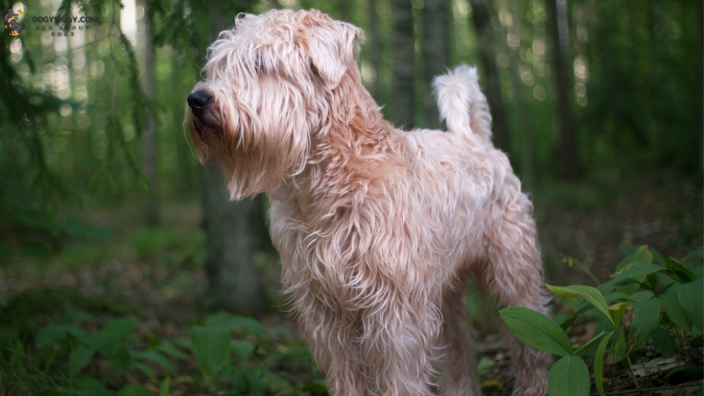 Soft-Coated Wheaten Terrier: Irish dog breeds