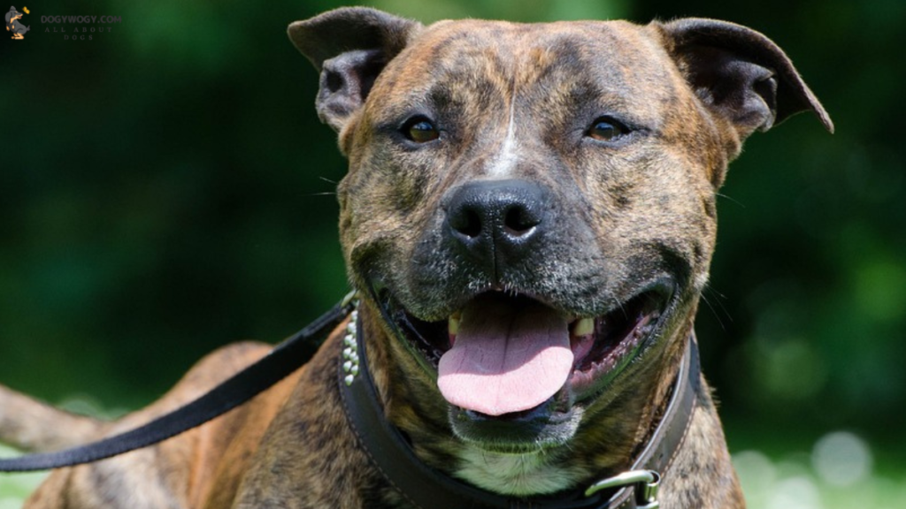 Staffordshire Bull Terrier: Brindle dog breeds