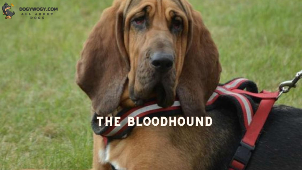 Bloodhound: Wrinkly dog breeds
