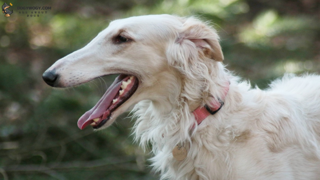 borzoi: Big White dog breeds