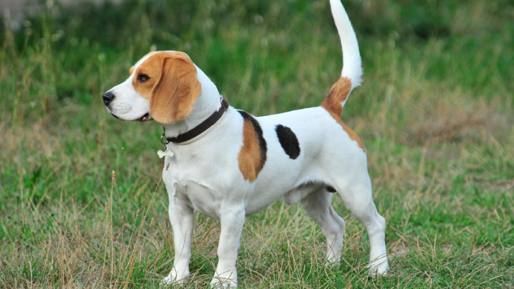 Beagle: Least aggressive dog breeds