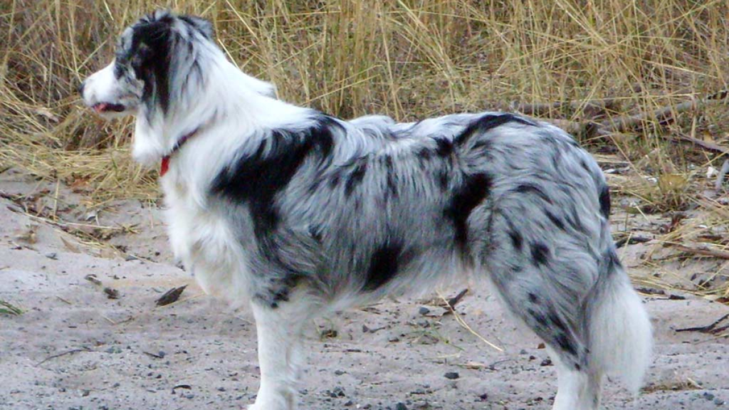 Border Collie: Least aggressive dog breeds