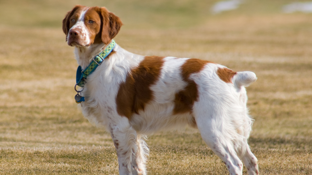 Brittany Spaniel: Sporting Dog Breeds