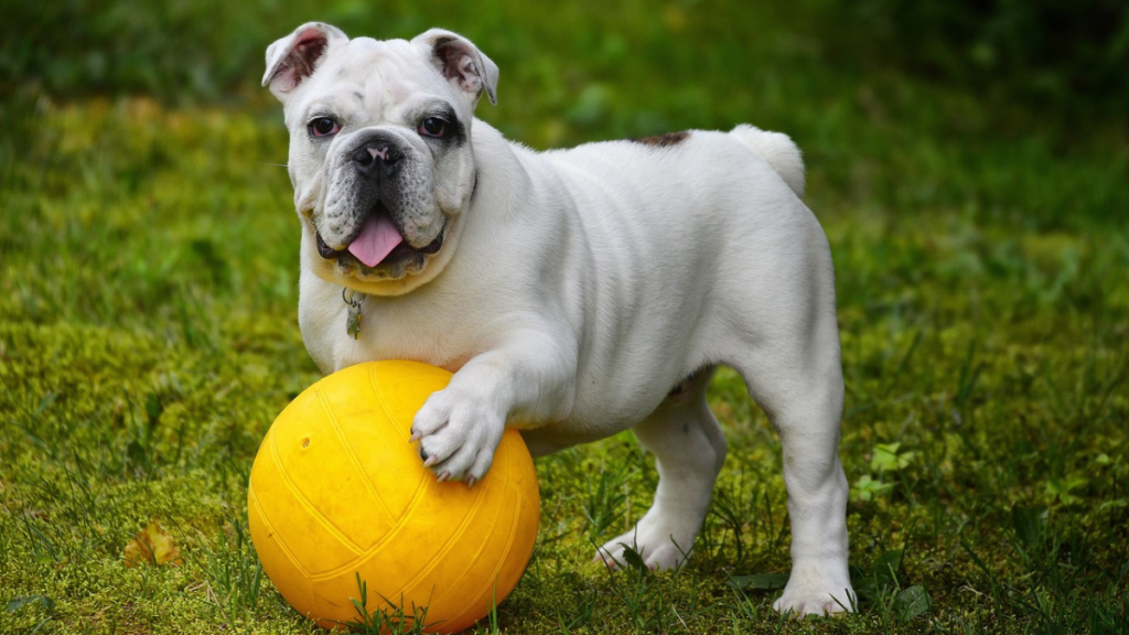 Bulldog: Least aggressive dog breeds