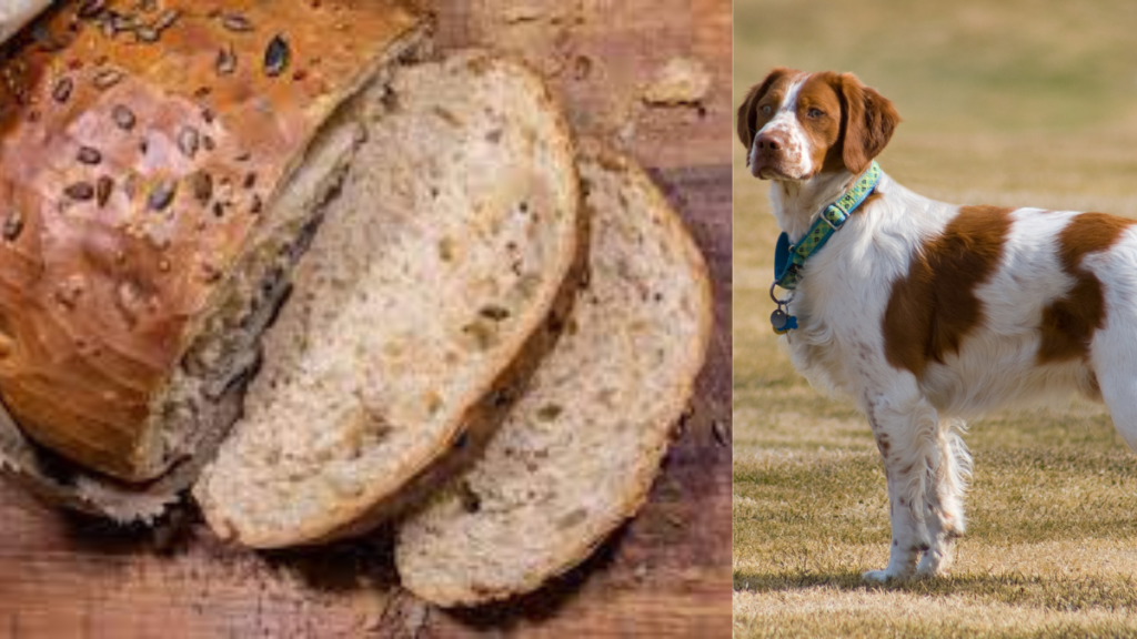 Can Dogs Eat Sourdough Bread